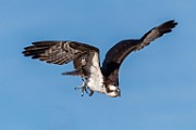 Sea of Cortez Birds -  Osprey : Long-billed Curlew