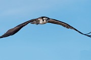 Sea of Cortez Birds -  Osprey : Long-billed Curlew