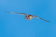 Sea of Cortez Birds - American Kestrel : Long-billed Curlew
