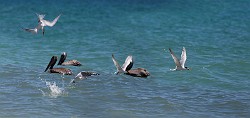 Sea of Cortez