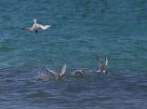 Sea of Cortez
