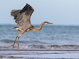 Blue Heron - Sea of Cortez