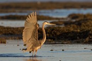 Blue Heron - Sea of Cortez