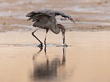 Reddish Egret - Sea of Cortez