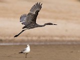 Reddish Egret - Sea of Cortez