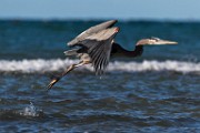 Blue Heron - Sea of Cortez