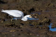 Egret - Sea of Cortez