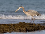 Blue Heron - Sea of Cortez