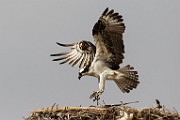 Osprey - Sea of Cortez