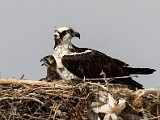 Osprey - Sea of Cortez