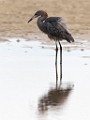 Reddish Egret - Sea of Cortez