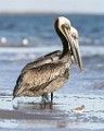 Brown Pelican  Brown Pelican : Brown Pelican
