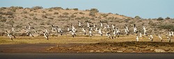 Black Skimmer  Black Skimmer : Black Skimmer