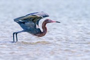 Reddish Egret  Reddish Egret : Reddish Egret