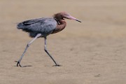Reddish Egret  Reddish Egret : Reddish Egret