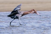 Reddish Egret  Reddish Egret : Reddish Egret