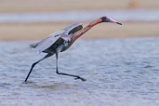 Reddish Egret  Reddish Egret : Reddish Egret