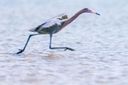 Reddish Egret  Reddish Egret : Reddish Egret