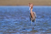 Reddish Egret  Reddish Egret : Reddish Egret
