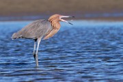 Reddish Egret  Reddish Egret : Reddish Egret