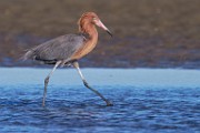 Reddish Egret  Reddish Egret : Reddish Egret