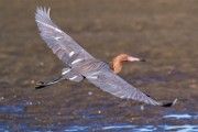 Reddish Egret  Reddish Egret : Reddish Egret