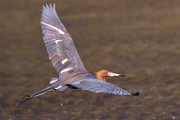 Reddish Egret  Reddish Egret : Reddish Egret