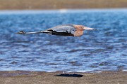 Reddish Egret  Reddish Egret : Reddish Egret
