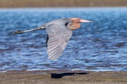 Reddish Egret  Reddish Egret : Reddish Egret