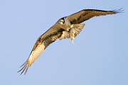 Osprey  Osprey : Osprey