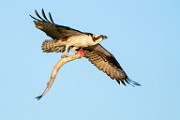 Osprey  Osprey : Osprey