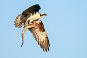 Osprey  Osprey : Osprey