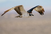 Osprey  Osprey : Osprey