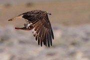 Osprey  Osprey : Osprey