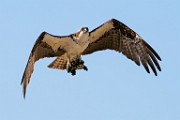 Osprey  Osprey : Osprey