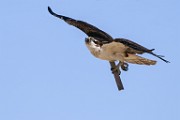 Osprey  Osprey : Osprey