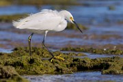 Snowy Egret  Snowy Egret : Snowy Egret
