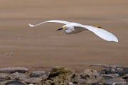 Snowy Egret  Snowy Egret : Snowy Egret