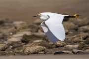 Snowy Egret  Snowy Egret : Snowy Egret