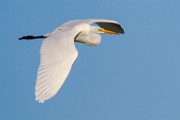 Great Egret  Great Egret : Great Egret