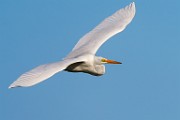 Great Egret  Great Egret : Great Egret