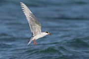 Foster's Tern  Foster's Tern : Foster's Tern
