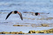 American Oystercatcher  American Oystercatcher : American Oystercatcher