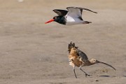 American Oystercatcher  American Oystercatcher : American Oystercatcher