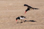 American Oystercatcher  American Oystercatcher : American Oystercatcher