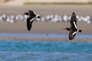 American Oystercatcher  American Oystercatcher : American Oystercatcher