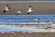 Black Skimmer  Black Skimmer : Black Skimmer
