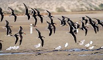 Black Skimmer  Black Skimmer : Black Skimmer