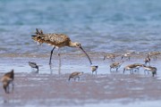 Long-billed Curlew  Long-billed Curlew : Long-billed Curlew