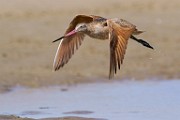 Marbled Godwit  Marbled Godwit : Marbled Godwit